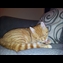 thumbnail Garfield