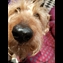 thumbnail Daisys wet nose