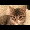 thumbnail Roger