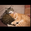 thumbnail cats together